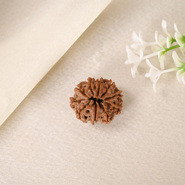 10 Face Rudraksha (Nepal)