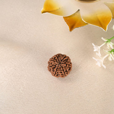 7 Face Rudraksha (Nepal)