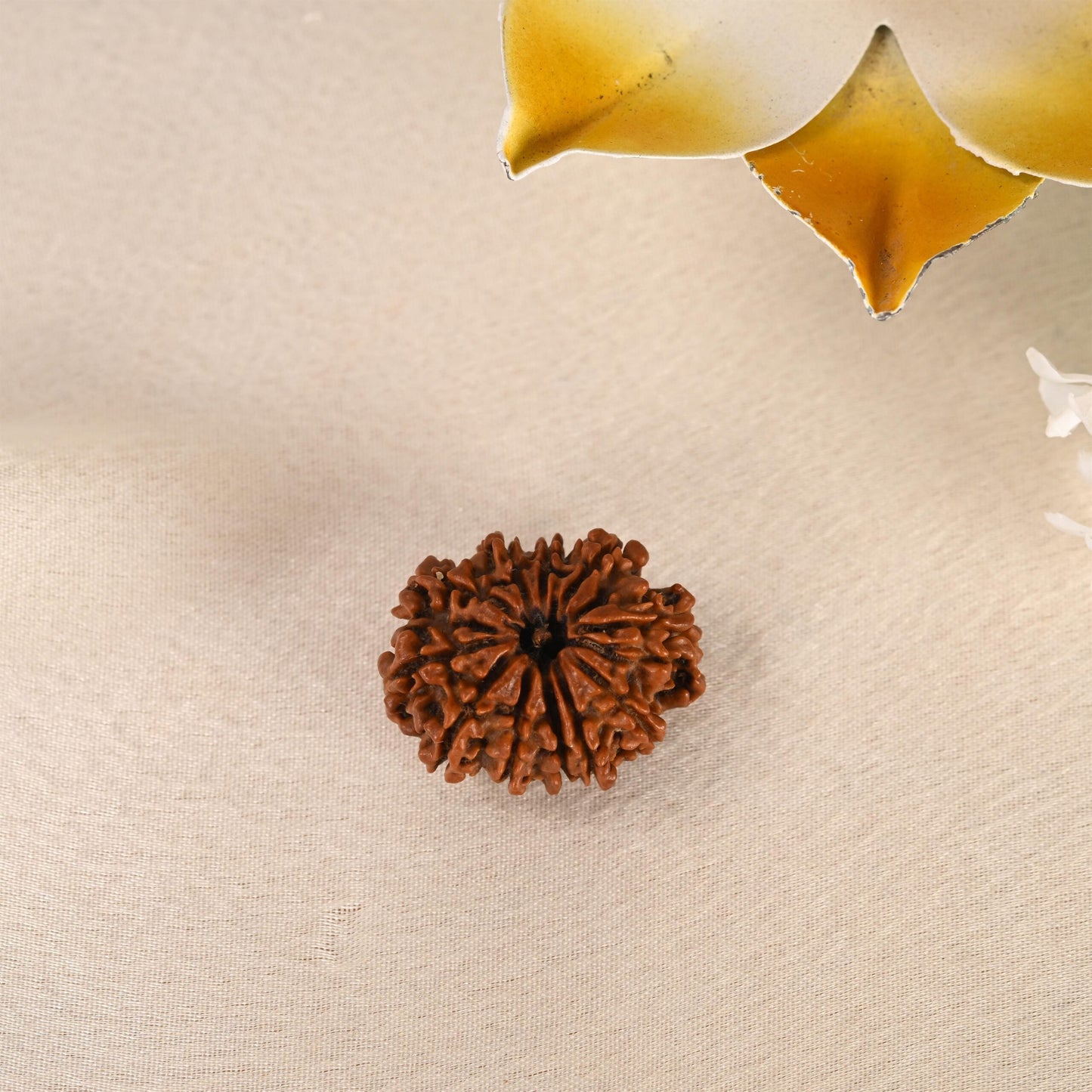 11 Face Rudraksha (Nepal)