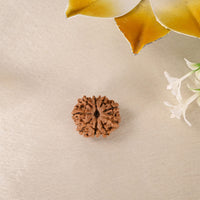 9 Face Rudraksha (Nepal)